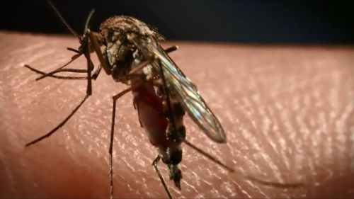 Experts suggest mosquitoes may play a part in spreading the disease.