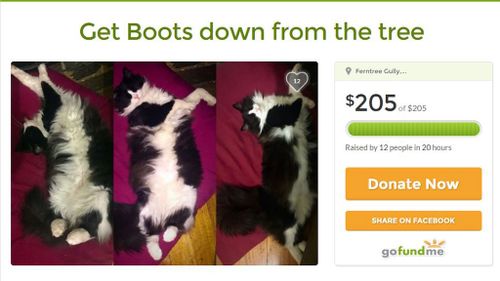A crowdfunding campaign successfully raised the money to rescue Boots the cat. (GoFundMe)