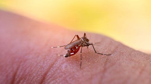 Mosquito sucking blood