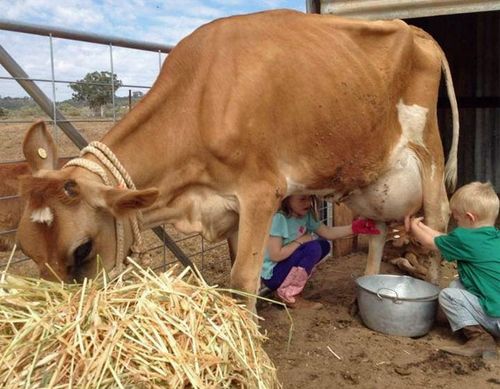 Jess Taylor's children help out milking a cow.