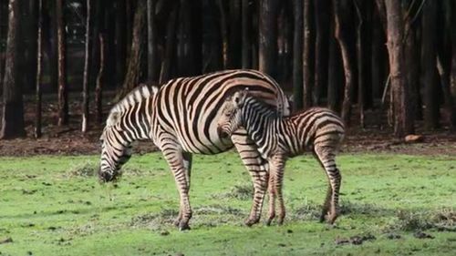 The foal has been named Khari which means 'like a king' in Swahili. (Taronga Western Plains Zoo)