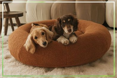 9PR: SASH Beds Premium Teddy Dog Bed, Caramel Brown