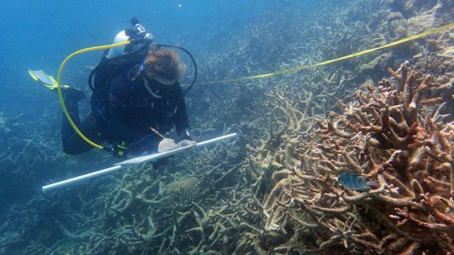 Mass bleaching sparks record coral kill-off on Great Barrier Reef