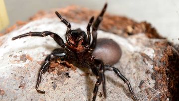 The funnel web spider is one of Australia&#x27;s deadliest animals.