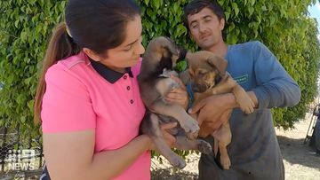 The two puppies were handed into a local police station, 24 hours apart.
