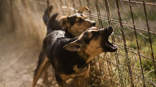 Dois cães de latt latidos perto da cerca, foco seletivo