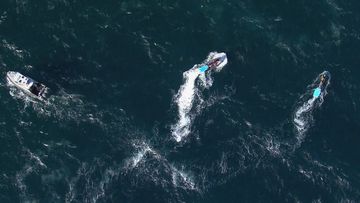 Human remains have been found after a suspected shark attack in Sydney&#x27;s south-east.