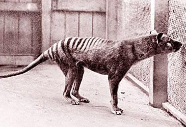 What subcategory of mammalia was the Tasmanian tiger a member of?