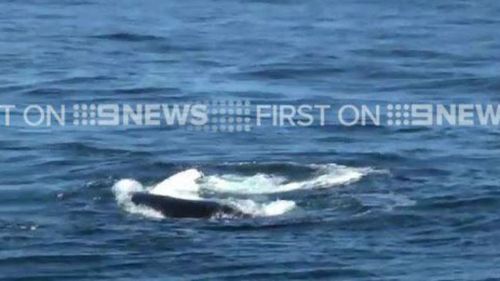 Whale cut free from shark netting off Gold Coast