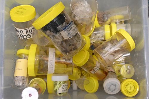 Each specimen jar is filled with plastic or fishing gear pulled from a native animal.