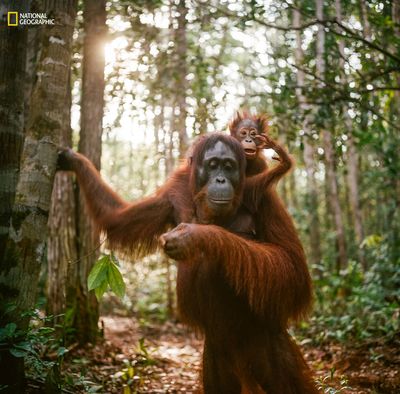 'Orangutan mother and baby' by Jak Wonderly