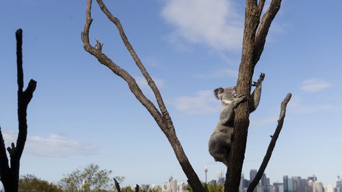 Koalas climb to the top of trees to escape bush fires but experts say the intensity of the current blaze leaves little chance of survival.