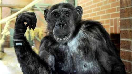 Lawyer seeks human rights for New York chimp