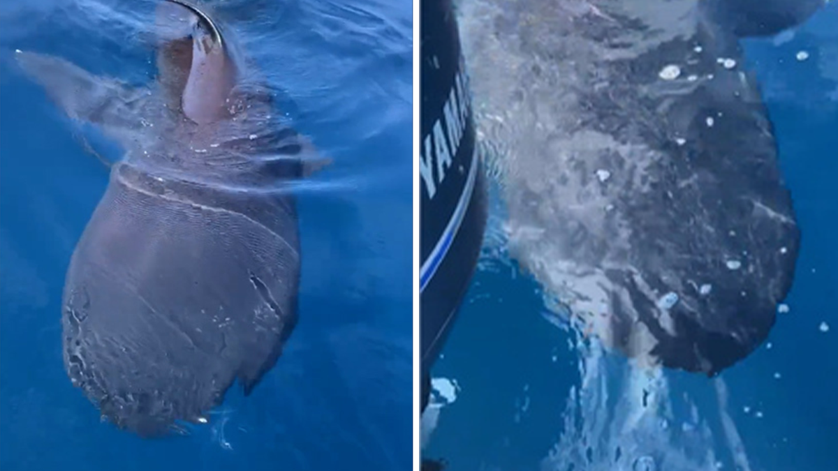 Two Megamouth Sharks Filmed For First Time, And Scientists Suspect They're  Getting Jiggy