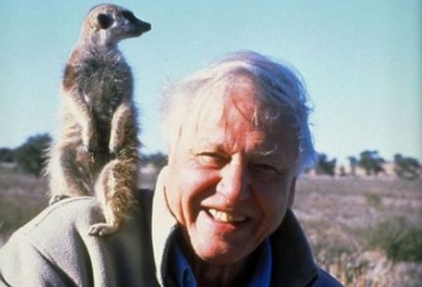David Attenborough's The Life of Mammals