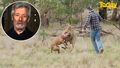 'A matter of time' before kangaroo attack kills someone