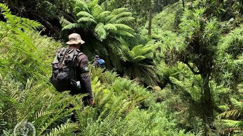 Search for missing bushwalker in Kosciuszko National Park enters eighth day