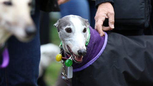 No greyhounds will be allowed to be transferred to other states before the ban without express permission from Greyhound Racing NSW. (AAP)