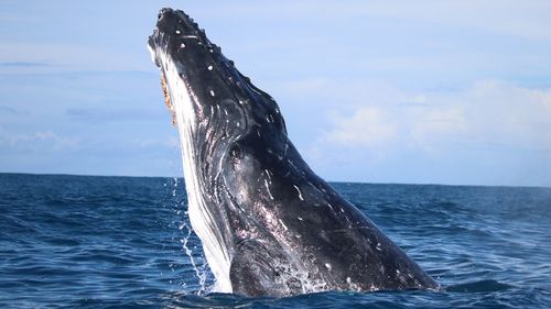 Research has found Australian humpback whales migrating off the east coast were happier ﻿and less stressed during the COVID-19 pandemic.