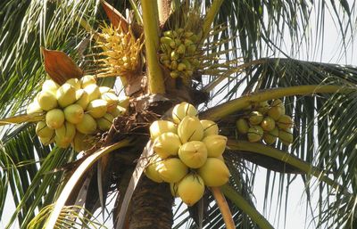 Falling coconuts kill around 150 people worldwide each year.