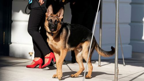 Commander, the dog of President Joe Biden