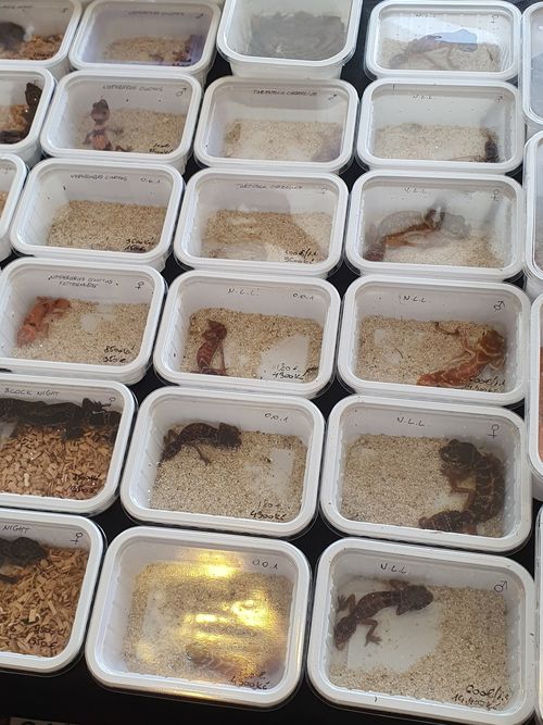 Australian reptiles for sale at an international reptile expo.