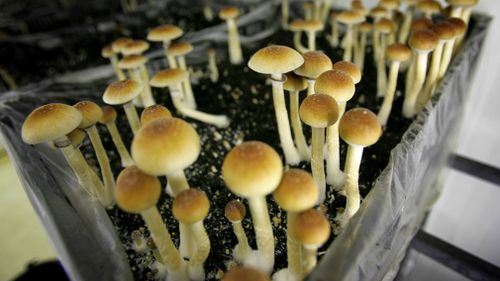 A US advocacy group has collected nearly 9500 signatures to get a measure on the ballot in May that would decriminalize psychedelic mushrooms in Denver, Colorado.