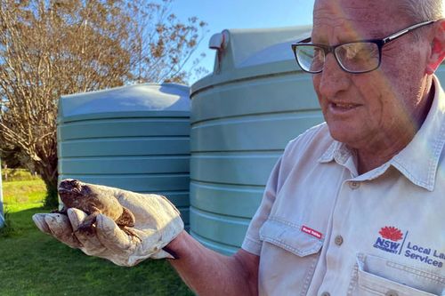 Local Land Services staff member Laurie Mullen, with one of the toads found during the surveillance operation at Mandalong.