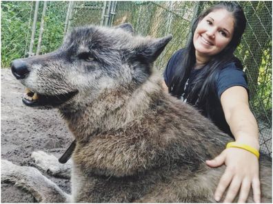 Brittany Allen and the team at Shy Wolf Sanctuary look after Yuki, a giant wolfdog, and other wild animals.