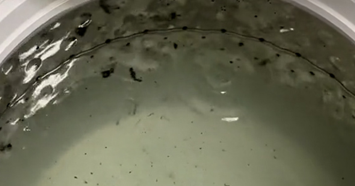 How to clean washing machine TikTok footage proves why you need to