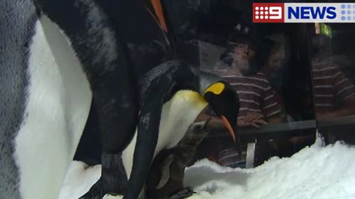 First king penguin hatched at Queensland theme park