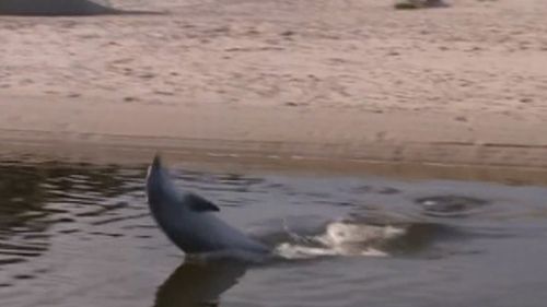 Adelaide dolphin