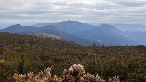 Search to resume for missing pilot after NSW light plane crash