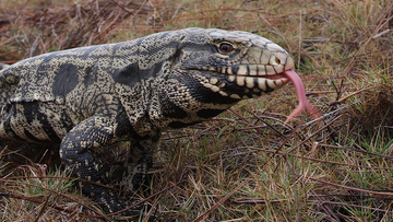 The black and white tegu lizard has few predators and can reproduce quickly.