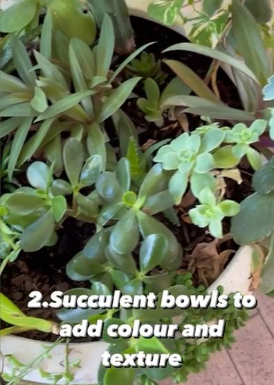 Succulent bowl backyard gardening