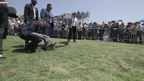 One of the pelicans didn't like to be manhandled. (YouTube: Grant Dillion)