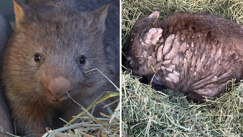 On the left is a healthy wombat, while the right photo shows an individual with mange. 