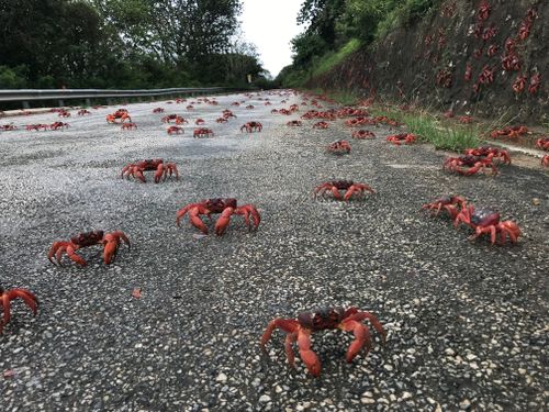 So many crabs were present at the Drumsite settlement on Sunday residents were forced indoors. 