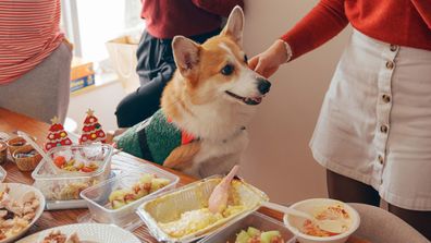 Dog being fed food during Christmas lunch