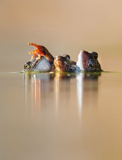 "Three Frogs In Amplexus" - Animal Behaviour winner