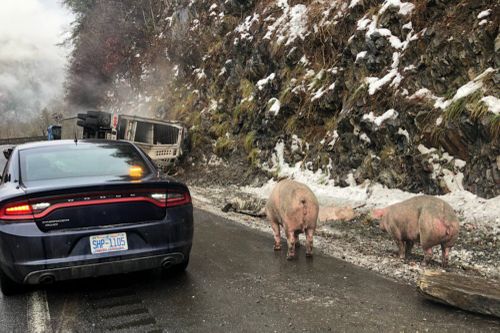 A livestock truck carrying pigs overturned on Interstate 40 westbound near the Tennessee line causing traffic chaos.  