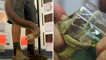 &#x27;Intimidating animal&#x27; could be Australia&#x27;s largest venomous snake
