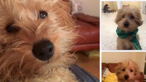 The puppy Ted was stolen alongside two laptops and an iPad during a home invasion. (Twitter - @tangomertle)
