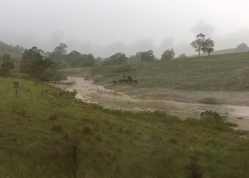 Farming areas near Dungog are flooding today after heavy rain. (NBNNEWS)