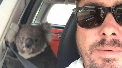 Tim Whitrow filmed his encounter with the koala. 