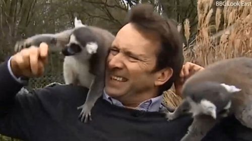 The journalist was mobbed by a group of lemurs. (BBC Look East)