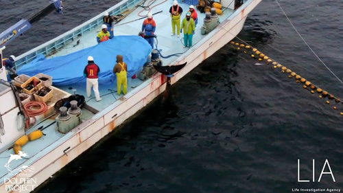 The whale's head was held underwater for 20 minutes. 