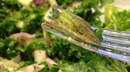 Woman finds lizard head in salad