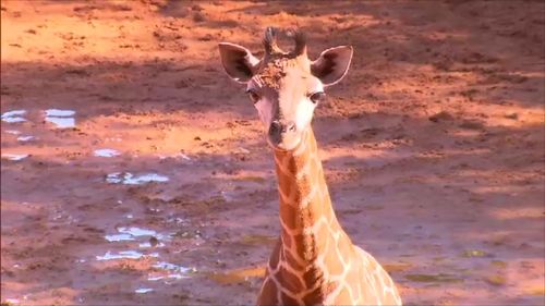 The gorgeous calf is yet to be named. (9NEWS)