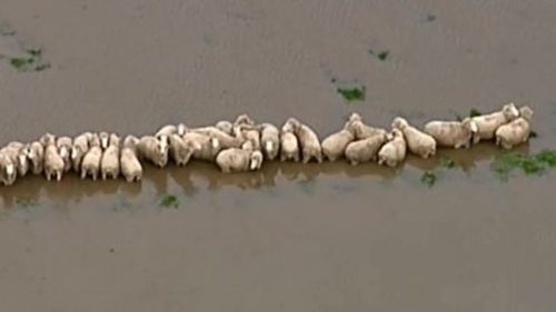Sheep are struggling to find higher ground on a farm in Charlton. (9NEWS)